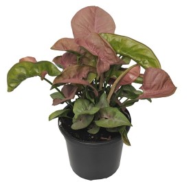 Syngonium Pink